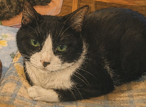 A black-and-white tuxedo cat curled up, ears back